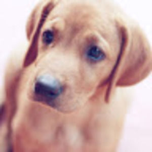 Meet your Posher, Molly